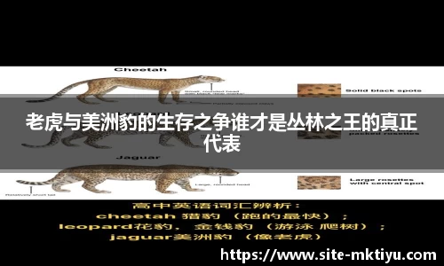 老虎与美洲豹的生存之争谁才是丛林之王的真正代表